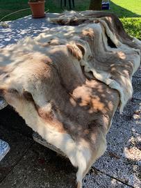 Pelli di renna norvegese