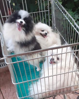 Spitz di pomerania nano
