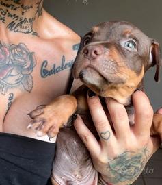 Cuccioli Pit Bull con pedigree anche a rate