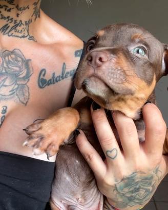 Cuccioli Pit Bull con pedigree anche a rate