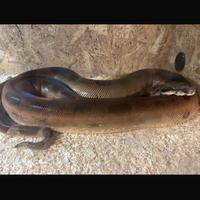 Boa Constrictor
