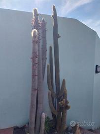 Piante grasse - cactus
