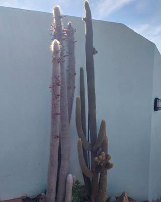 Piante grasse - cactus