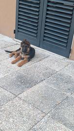 Animali