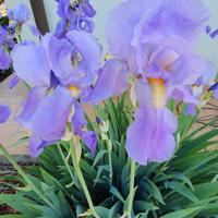 4 rizomi di Iris pallida profumatissimi