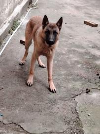Pastore belga marilon