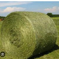 Rotoli erba medica