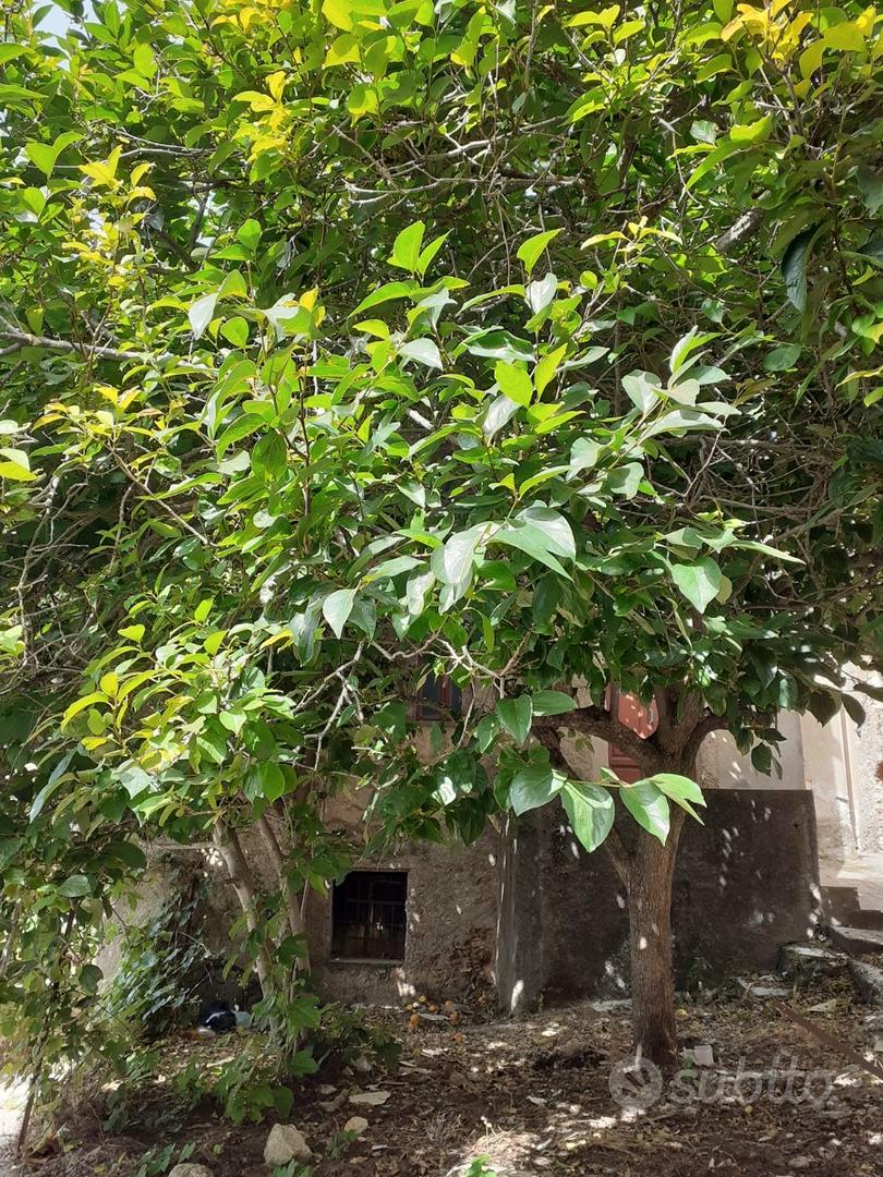 House in Miglierina, Catanzaro - Vista 2