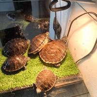 Tartarughe acquatiche