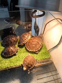 Tartarughe acquatiche