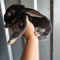 Cuccioli di coniglietti ariete nano