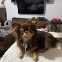 Chihuahua toy pelo lungo