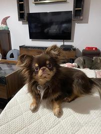 Chihuahua toy pelo lungo