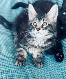 Cuccioli Maine coon con pedigree linea russa