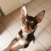 Ultimo maschietto di Chihuahua