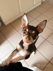 Ultimo maschietto di Chihuahua