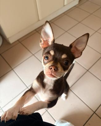 Ultimo maschietto di Chihuahua