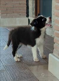 Border collie