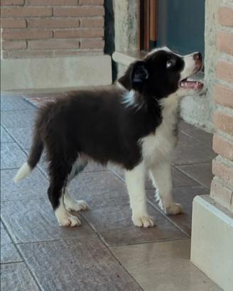 Border collie