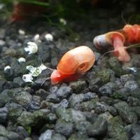 Planorbarius red lumaca acqua dolce mangia alghe