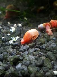 Planorbarius red lumaca acqua dolce mangia alghe