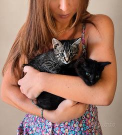 2 gattini di 1 mese - Ancona e dintorni