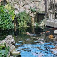 Koi pond, laghetti da giardino