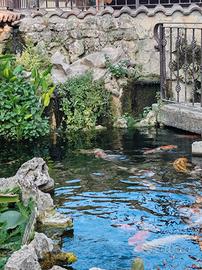 Koi pond, laghetti da giardino