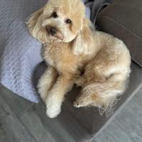 Barboncino toy let accoppiamento