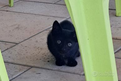 Gattino nero in adozione!