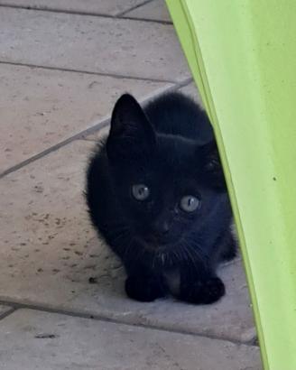 Gattino nero in adozione!
