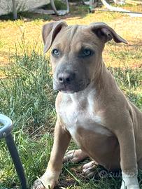 Pit bull cucciole pronta consegna