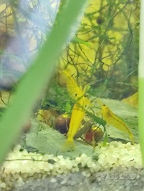 Caridine gialle/Golden line