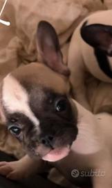 bulldog francese 