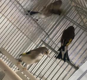 Cardellino Himalaya 2025