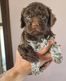 Lagotto romagnolo