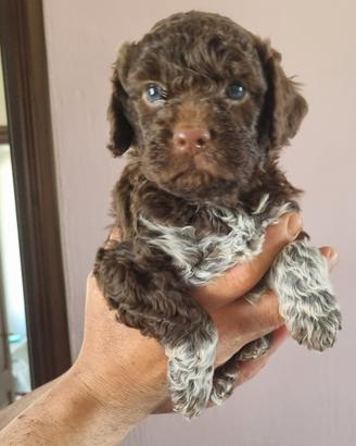Lagotto romagnolo