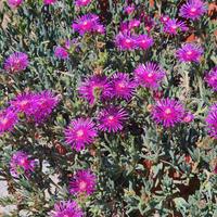 Delosperma pianta