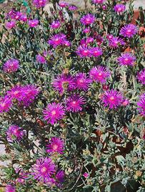 Delosperma pianta
