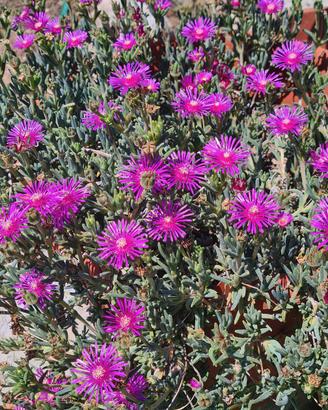 Delosperma pianta