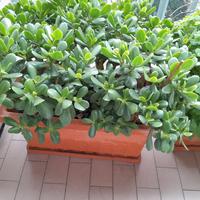 Piante di crassula di varie dimensioni 