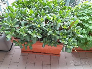 Piante di crassula di varie dimensioni 