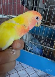 Inseparabile allevato a mano