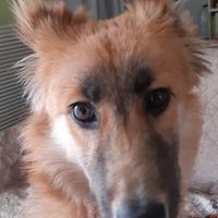 Cagnolino dolcissimo di un anno