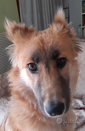 Cagnolino dolcissimo di un anno