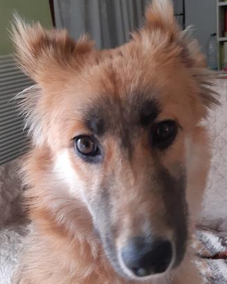 Cagnolino dolcissimo di un anno