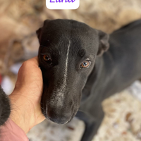 Luna e Ludmilla, cucciole taglia media contenuta