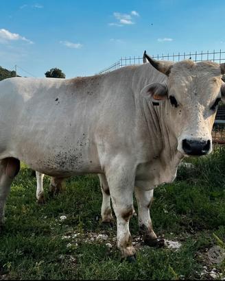 Toro Marchigiano con certificati