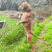 Maschio di American Pitbull Terrier per monta