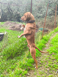 Maschio di American Pitbull Terrier per monta